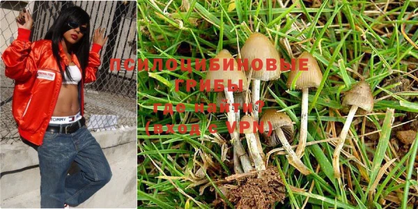 ГАЛЛЮЦИНОГЕННЫЕ ГРИБЫ Аркадак