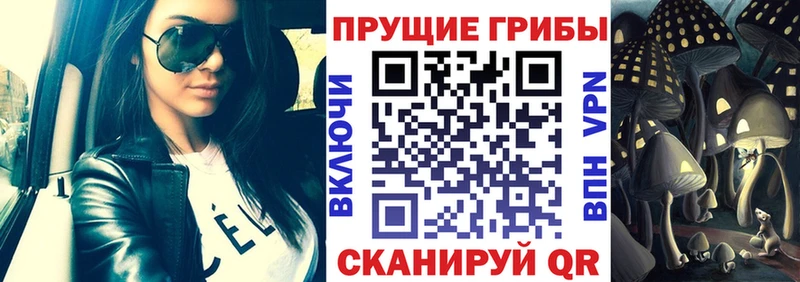 закладка  Красный Кут  Псилоцибиновые грибы Psilocybe 